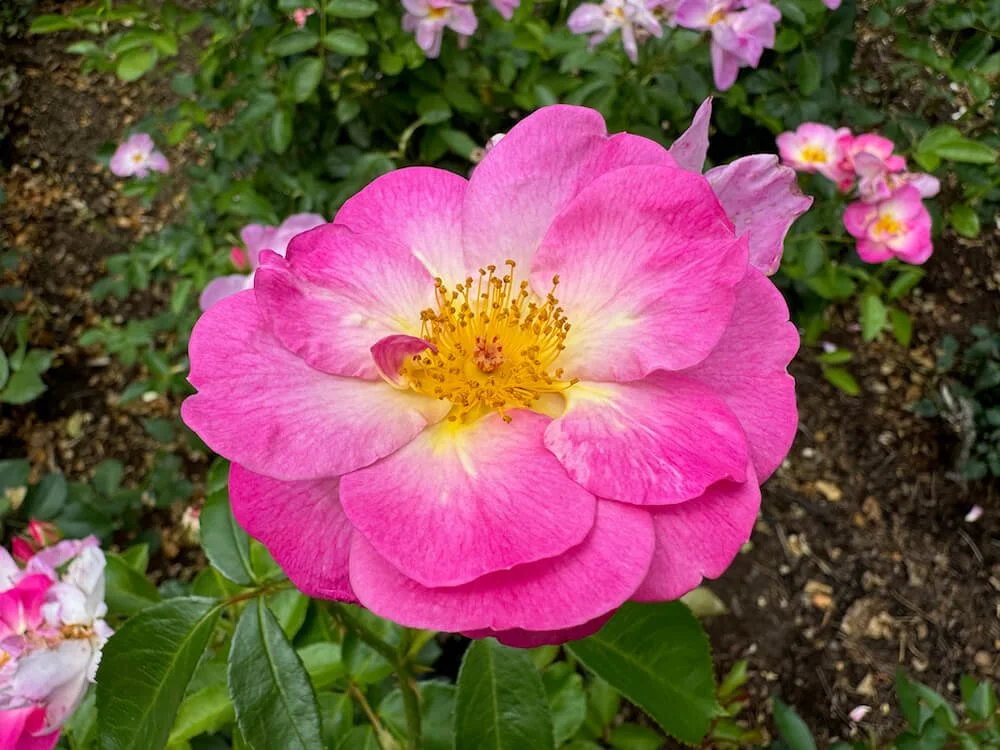 Rosa 'Betty Prior' (Betty Prior Floribunda Rose) — Northwest Blooms
